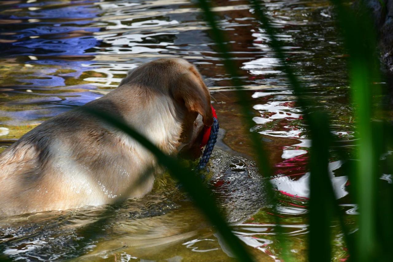 Naturforsthaus Ferienwohnung Fuer Hunde- Und Tierverbundene Menschen Preitenegg Zewnętrze zdjęcie